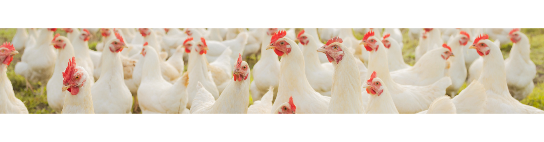 Poultry